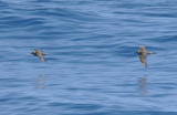 Pomarine Jaegers