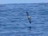 Corys Shearwater