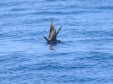 Long-tailed Jaeger