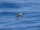 Long-tailed Jaeger