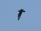 South Polar Skua