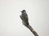 Ladder-backed Woodpecker