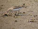 Semipalmated Sandpiper