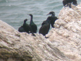 Brandts & Pelagic Cormorants