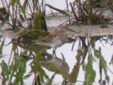 Pectoral Sandpiper