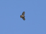Red-tailed Hawk
