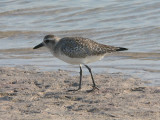 Black-bellied Plover