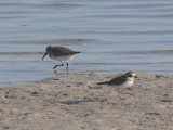 Semipalmated Plover & Dunlin