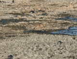 Buff-breasted Sandpiper