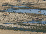 Buff-breasted & Least Sandpipers
