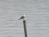 Laughing Gull