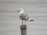 Laughing Gull