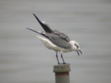 Laughing Gull