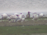 Laughing Gull