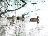 Blue-winged Teal