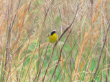 Common Yellowthroat