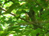 Swainsons Warbler