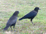 American Crow