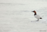 Canvasback8571b.jpg