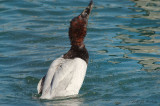 Canvasback9583b.jpg