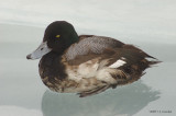 LesserScaup9507b.jpg