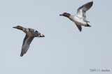 GWTeal9874b.jpg