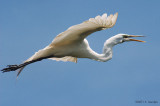 GreatEgret0140b.jpg