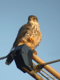 Merlin3543b.jpg