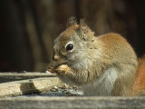 RedSquirrel3400b.jpg