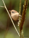 WinterWren0490b.jpg