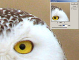 SnowyOwl_16.jpg