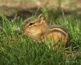 Chipmunk3622b.jpg