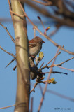 FieldSparrow0612b.jpg