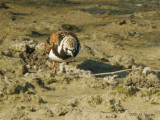 RuddyTurnstone3768b.jpg