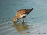 Dunlin4088b.jpg