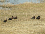 GlossyIbis0061b.jpg