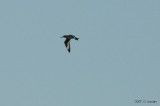 Willet1369b.jpg