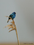 IndigoBunting0041b.jpg