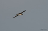 PurpleMartin1344b.jpg