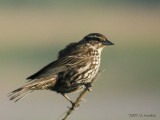 RedwingBlackbird0132b.jpg