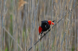 RedwingBlackbird1353b.jpg
