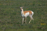 Pronghorn1209b.jpg