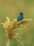 IndigoBunting0383b.jpg