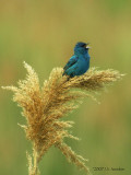 IndigoBunting0387b.jpg