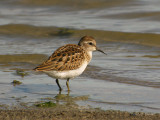 LeastSandpiper1213b.jpg