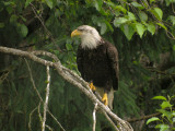 122Ketchikan0486b.jpg