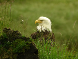 130Ketchikan0505b.jpg