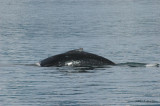 440JuneauHumpbackWhale1708b.jpg