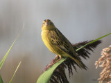 Bobolink0965b.jpg