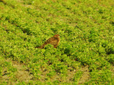 NorthernHarrier0791b.jpg